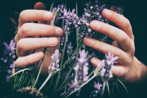 Händer som rör vid blommande lavendel