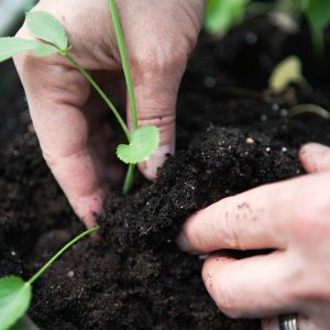 Händer som planterar en planta i jord