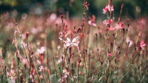 Sommarblommor